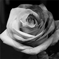 玫瑰花黑白头像图片